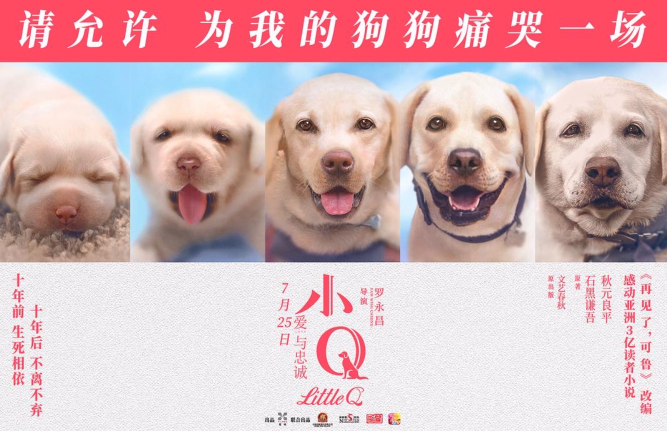 导盲犬小q壁纸图片