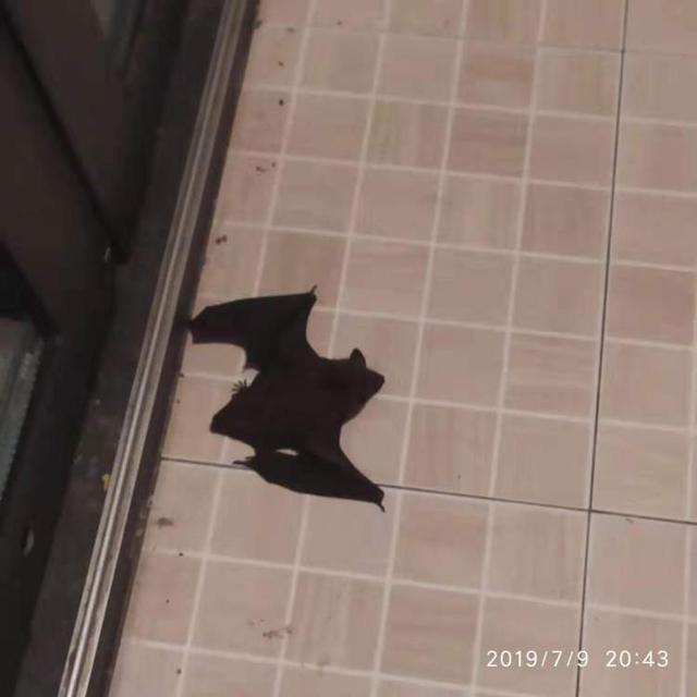 长宁一市民家里来了"蝙蝠侠",上演现实版"延禧攻略"