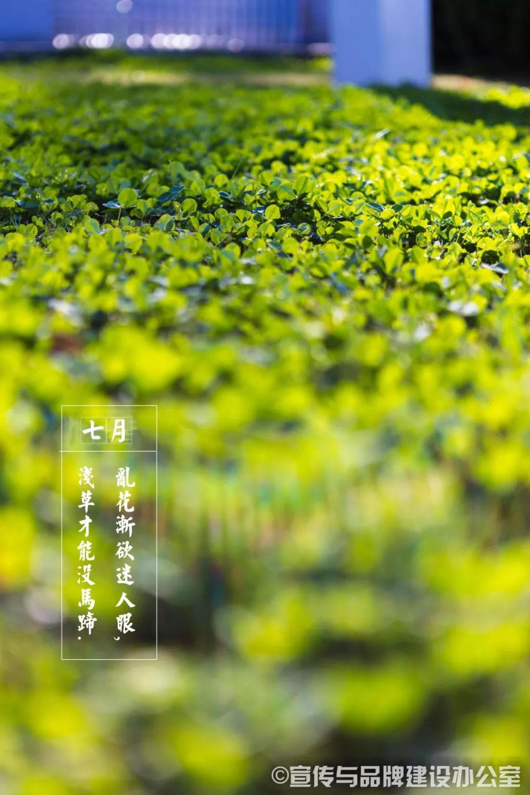 七月壁纸被风吹过的夏天