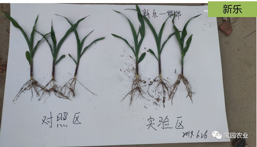 玉米高产方案效果强势来袭