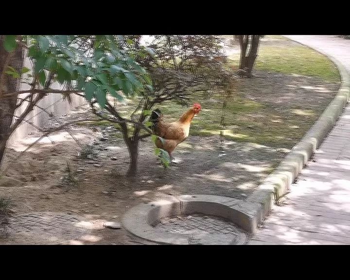 又养鸡又养狗小区里头鸡飞狗跳