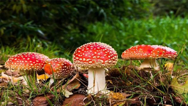 原创误食毒蘑菇"致一家六口入院!权威专家教你识别常见毒蘑菇