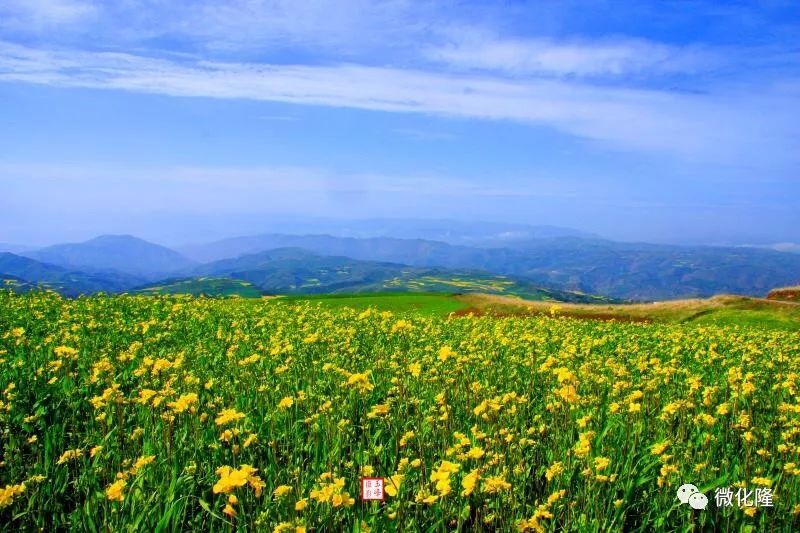 化隆首届山水化隆油菜花节开幕万亩油菜花盛开美如画