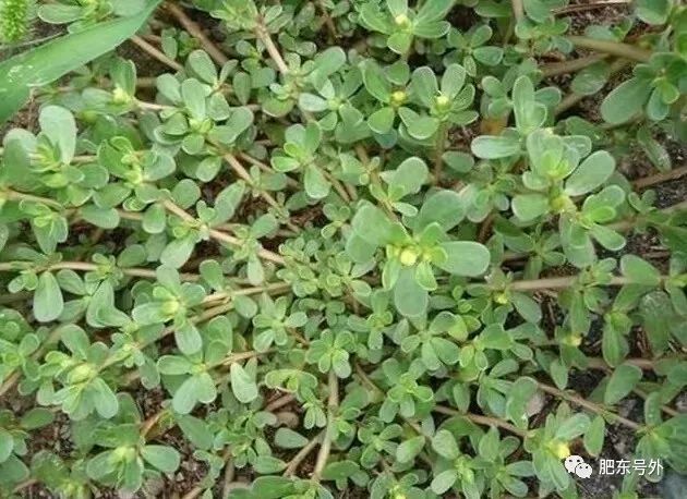 肥东山里的这个野菜!以前猪吃,现在人吃.