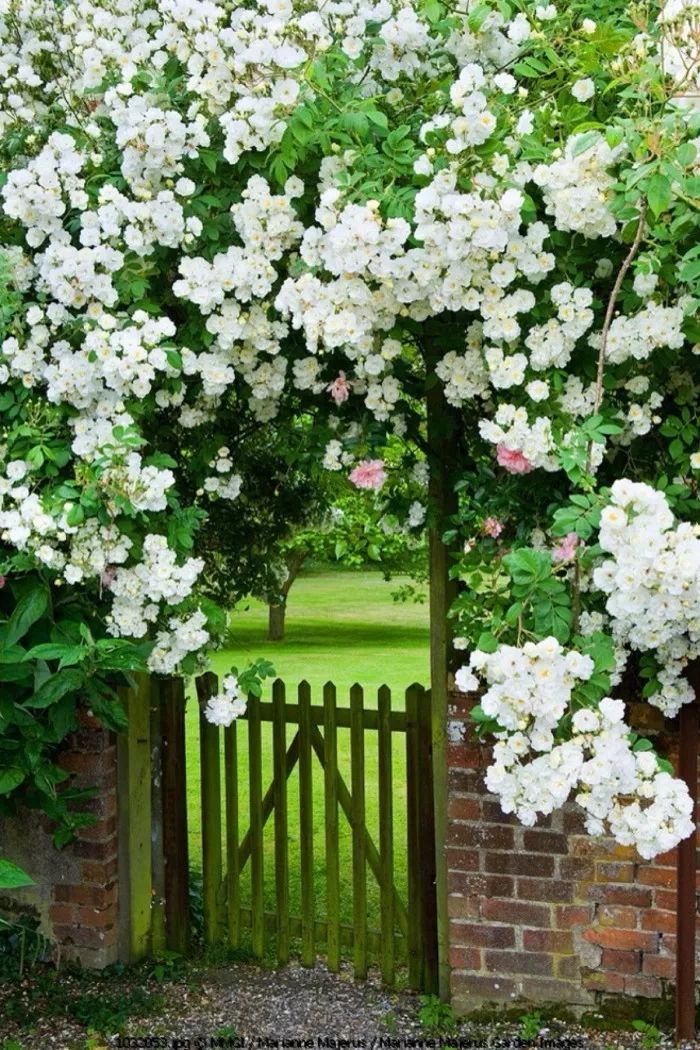 水彩| 秘密花园,庭院系列作品