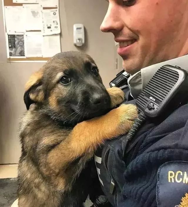 第一天上班的小警犬那可爱的表情简直要萌化了