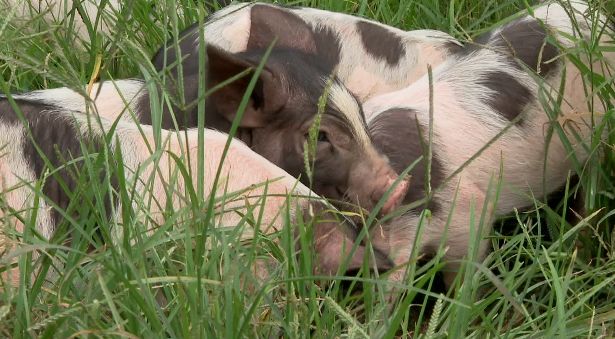 敏捷如闪电力大又无穷的熊猫猪你见过吗
