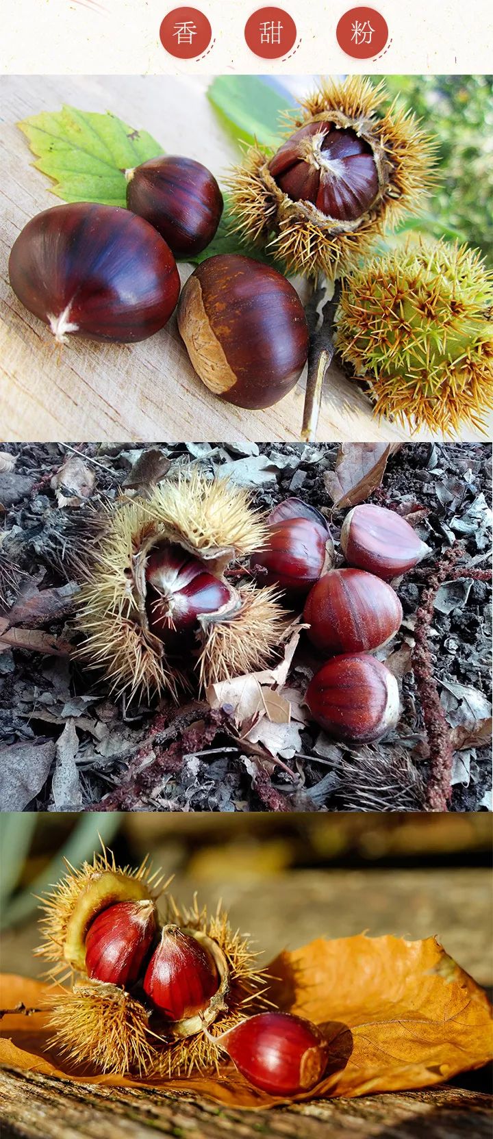 【吃货团】云南深山老林的板栗球 脆嫩生甜 甜糯美味 高原板栗