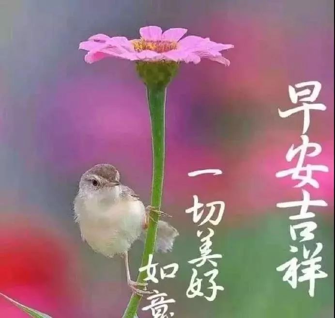 超温馨的早上好问候语动态图片早安祝福语表情图片带字