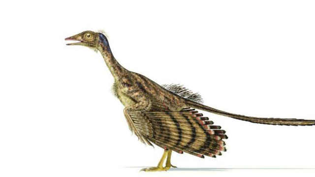 长满羽毛的恐龙在中国被发现