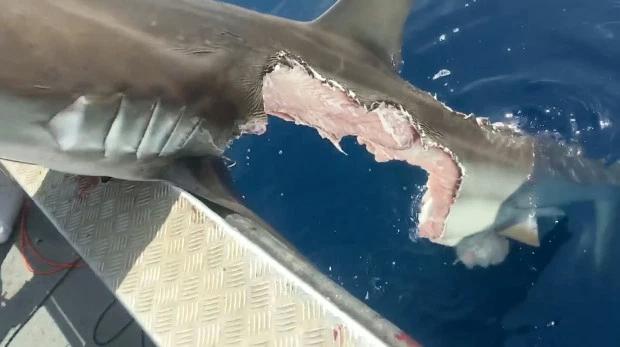 大白鲨残酷战斗结果很血腥然而这一切只有一个原因