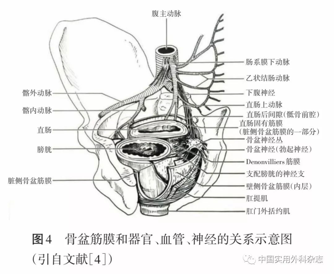 專題筆談直腸周圍間隙和盆底解剖