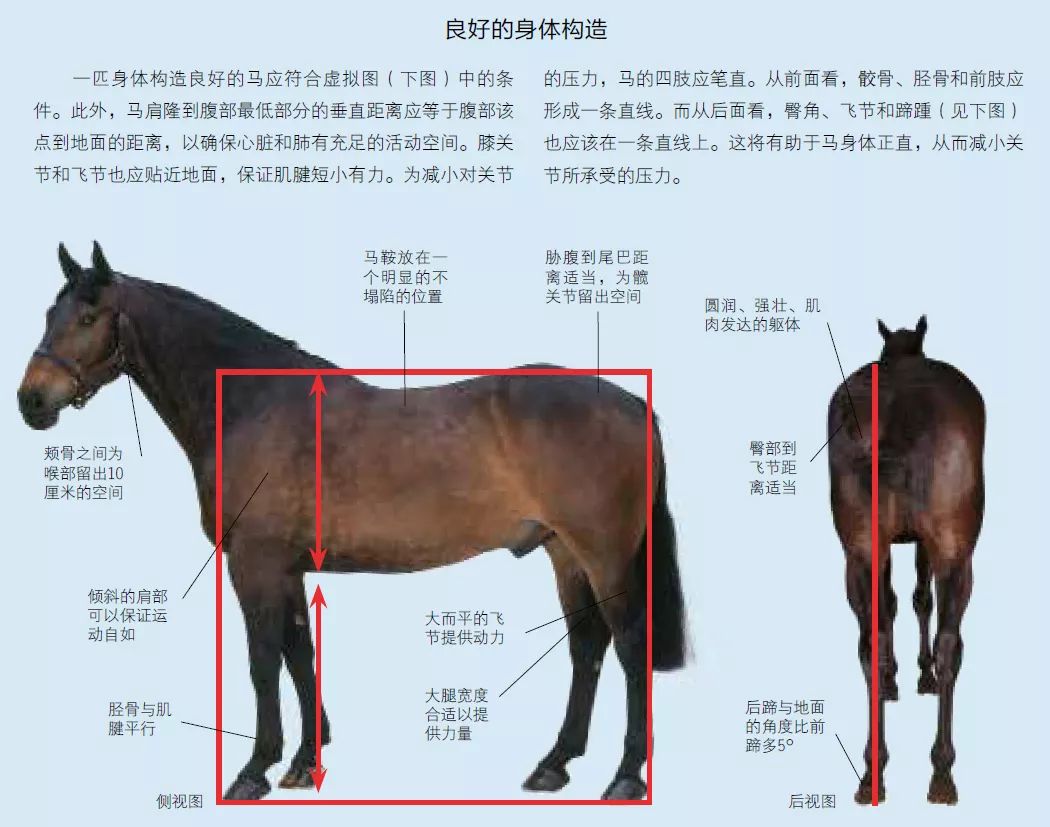 如何进入马的里面图片