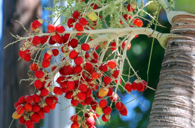 农村这果子叫棕榈果果实和花都是宝贝遇见记得珍惜