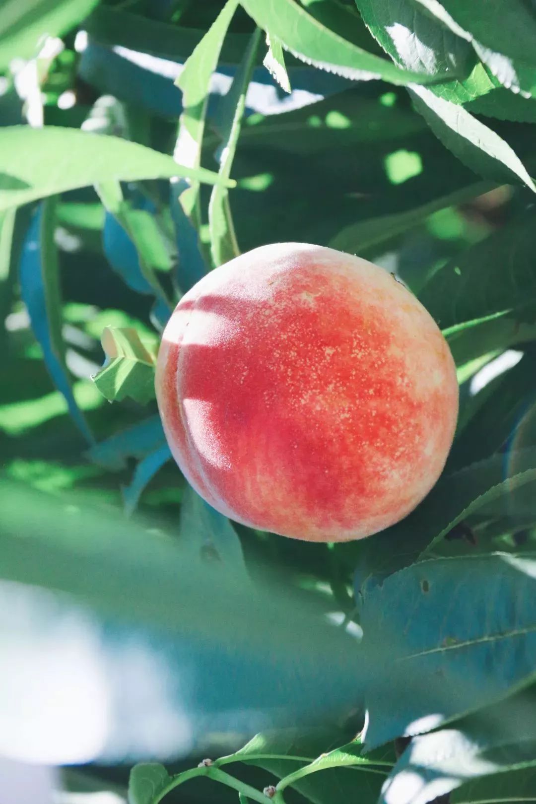 今年最后一批正宗凤桥湖景水蜜桃,错过今天再等一年