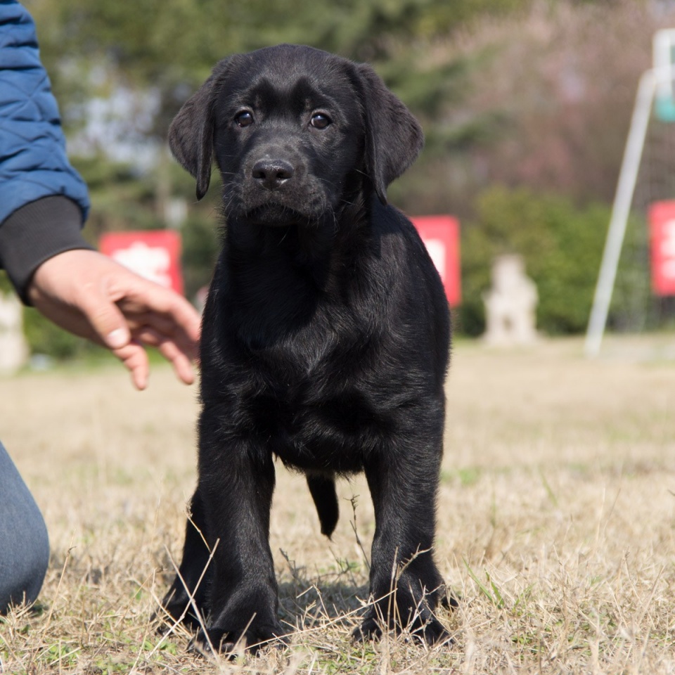 网上买狗可靠吗