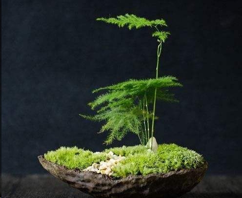 原创蓝妖有品味的人都艾养文人草和文竹格调很高雅