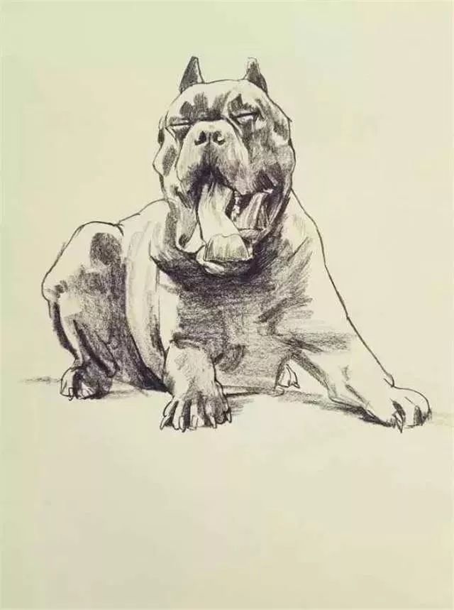 十大猛犬素描画艺术与野性的碰撞