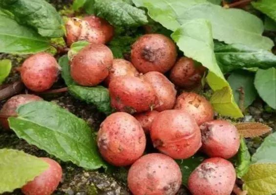 地瓜儿具不错的止血功效,在人们意外受伤出现流血不止时,可以直接把它