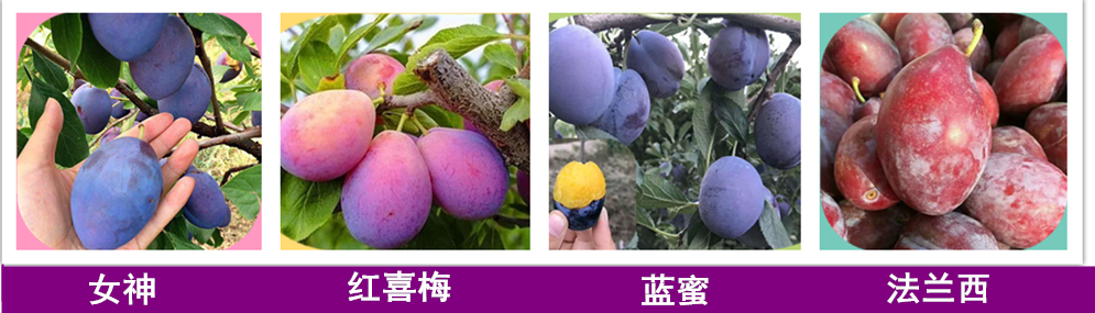 紫黑色,果肉黄色,甘甜,风味佳,丰产耐贮运,是优良的梅李好品种