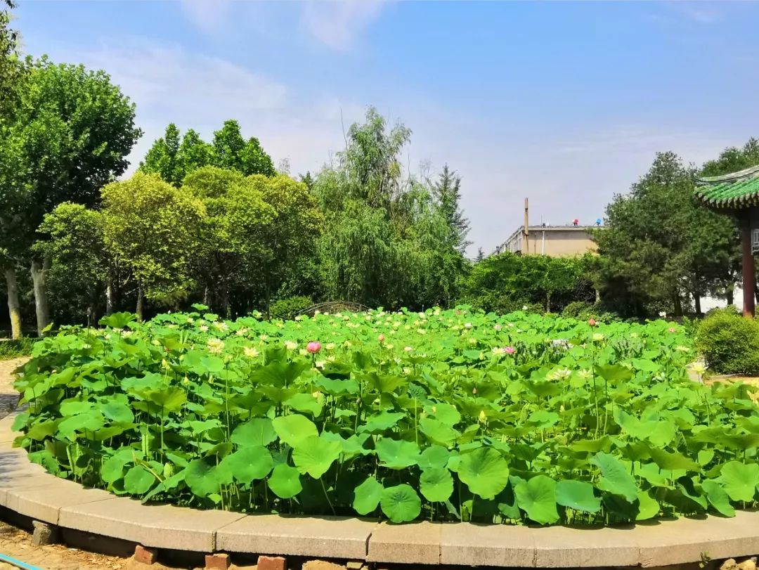 铁打的营盘流水的兵,可是这些兵,从未离开山东农业大学