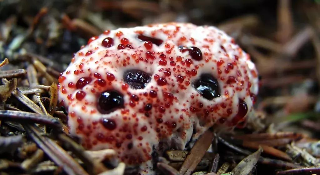 hydnellum peckii 血齿菌,一种不可食用的真菌(可是我也不敢吃啊,倒