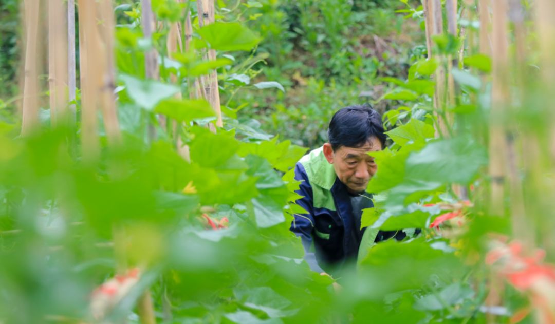 五峰山拍攝現場安吉百筍宴創始人美食節目秀廚藝