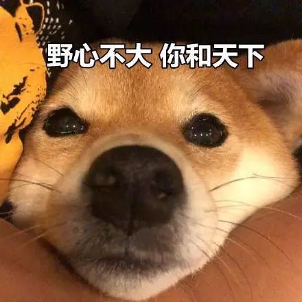 柴犬表情包:我倒要看看是誰在偷窺我老公!