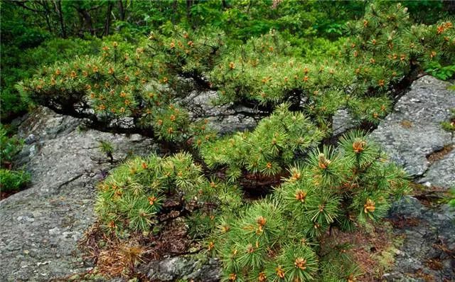 五,油松與黃波羅混栽:這兩個樹種混栽,易發生松針鏽病,感染嚴重,且