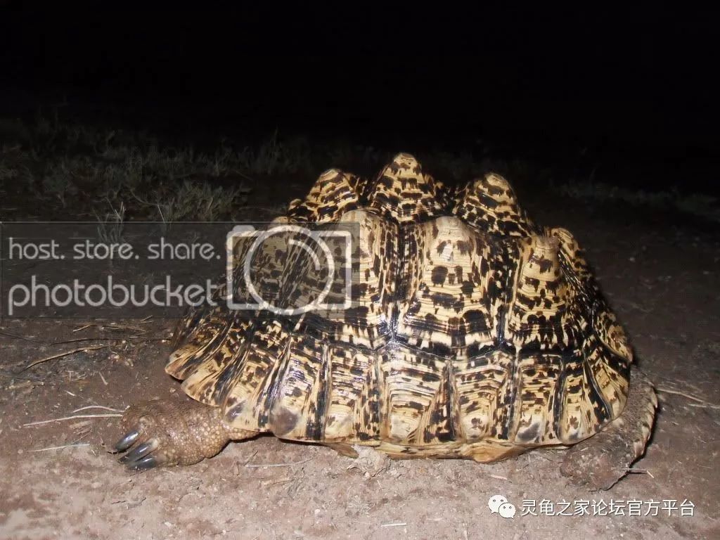 东非豹纹陆龟图片