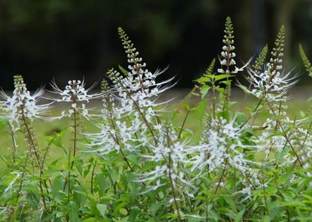 农村这野草叫猫须草整株都是好宝贝遇见请珍惜