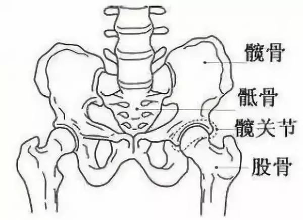 胯,上连腰下连腿,是人体骨骼的一部分