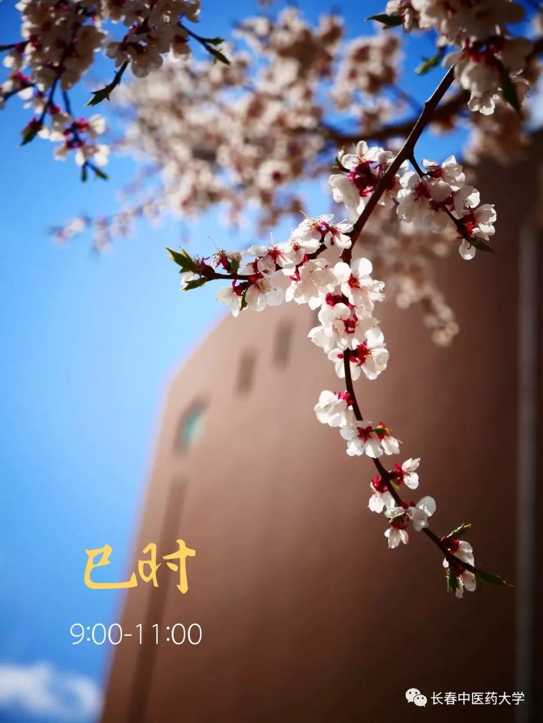 长中医十二时辰