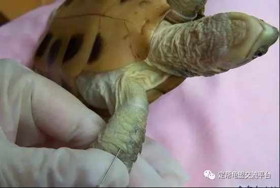 龟能肌肉注射药物吗?