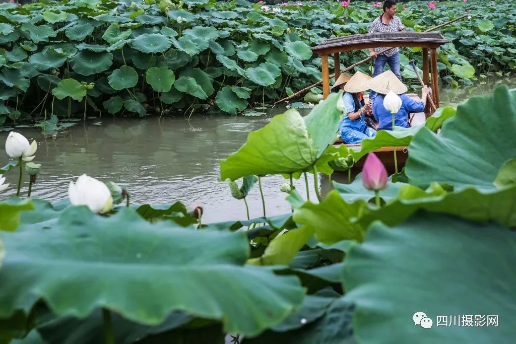 [荷花摄影大赛作品分享] 影觅者|荷塘拾趣