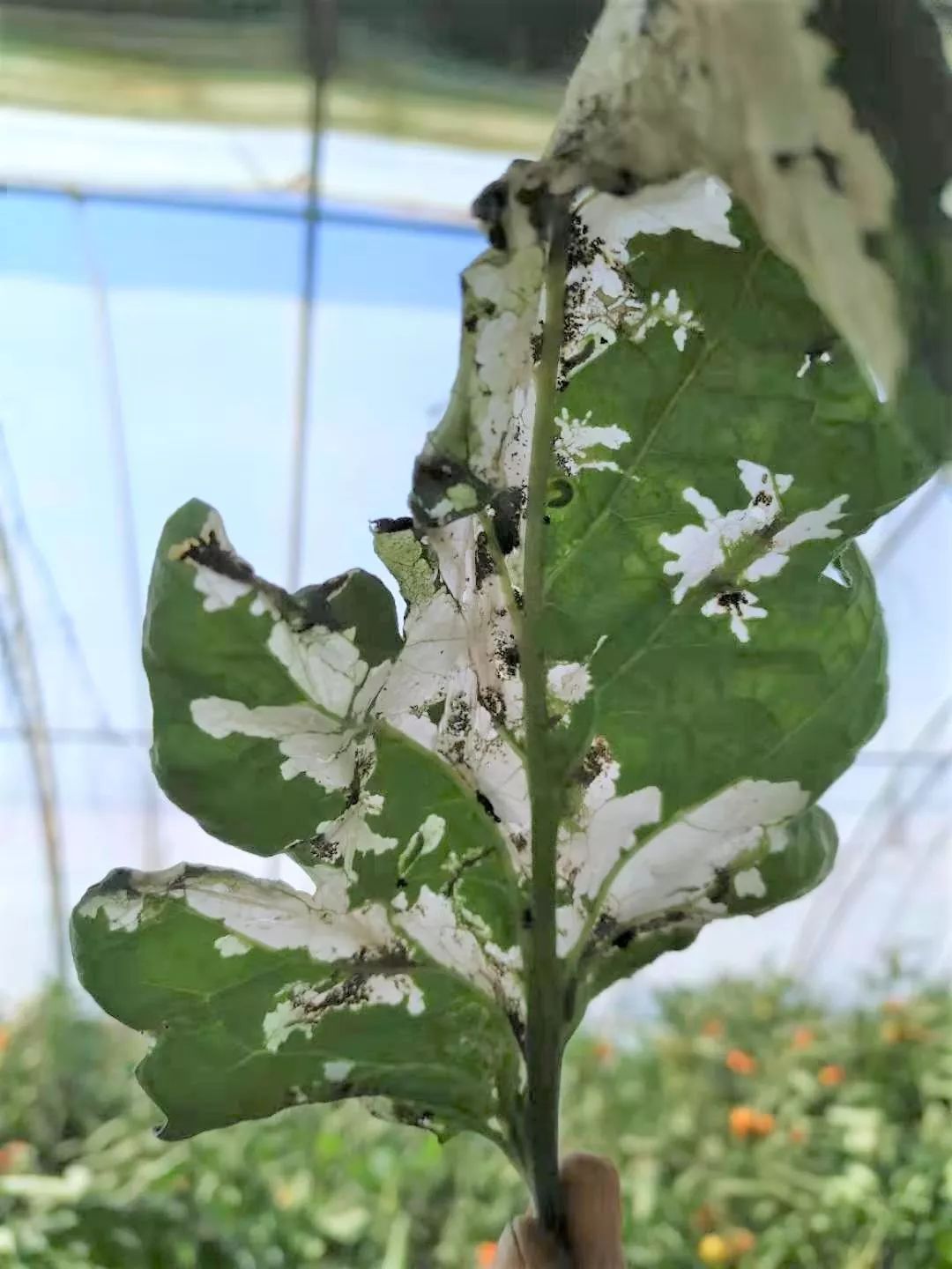 省农科院植物保护与微生物研究所率先开展重大入侵害虫番茄潜叶蛾入侵