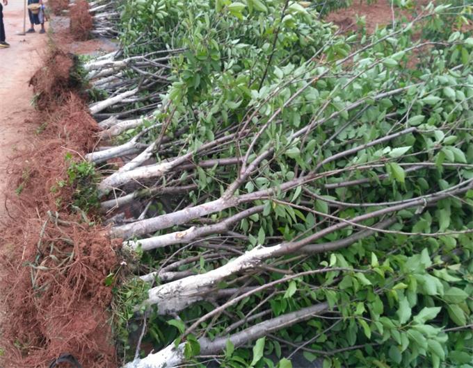 大樱桃砧木苗的培育技术