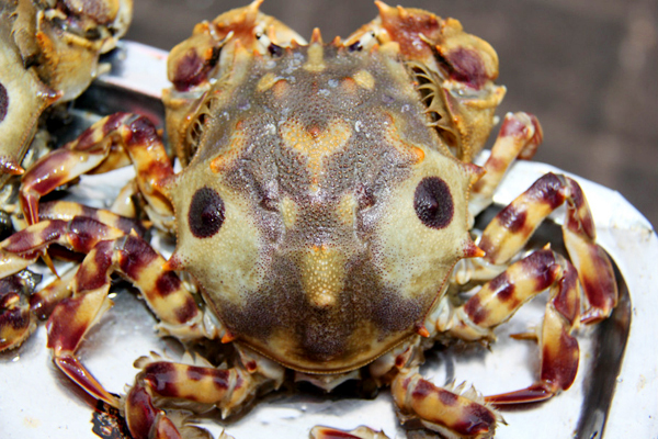 福建螃蟹种类图片