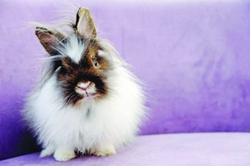 兔兔の饲养经验狮子兔软便了多天狮子兔多天拉稀