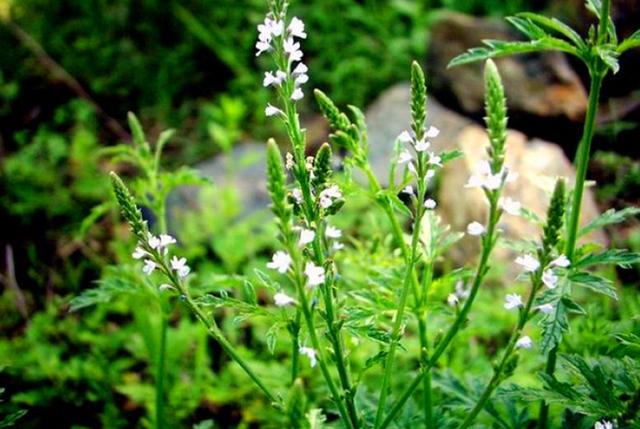 农村这种草叫马鞭草看上去像薰衣草对于驱蚊有大用处