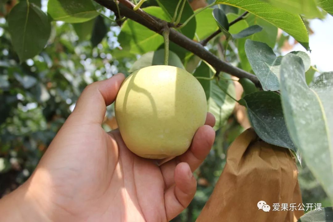 状元冰糖梨回访实录