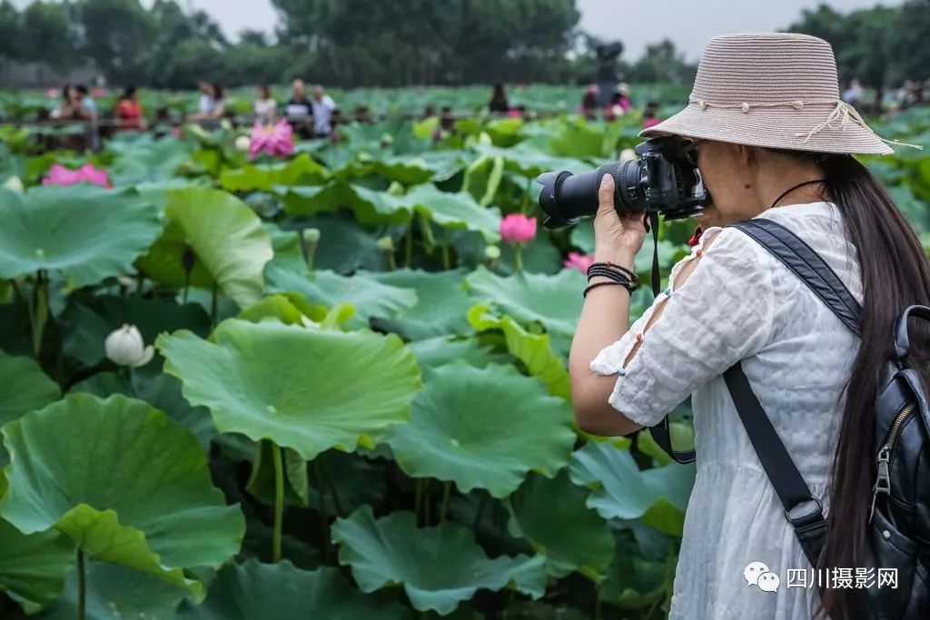 [荷花摄影大赛作品分享] 影觅者|荷塘拾趣