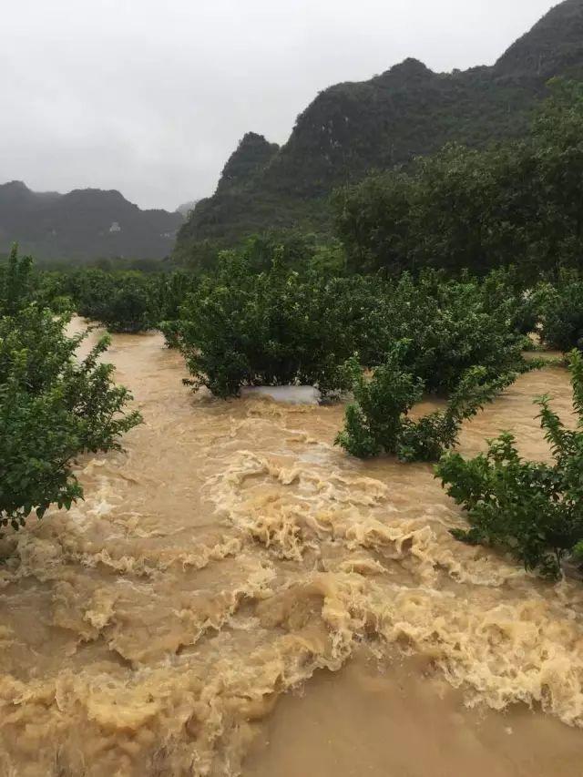 柑橘园被洪水淹了怎么补救措施