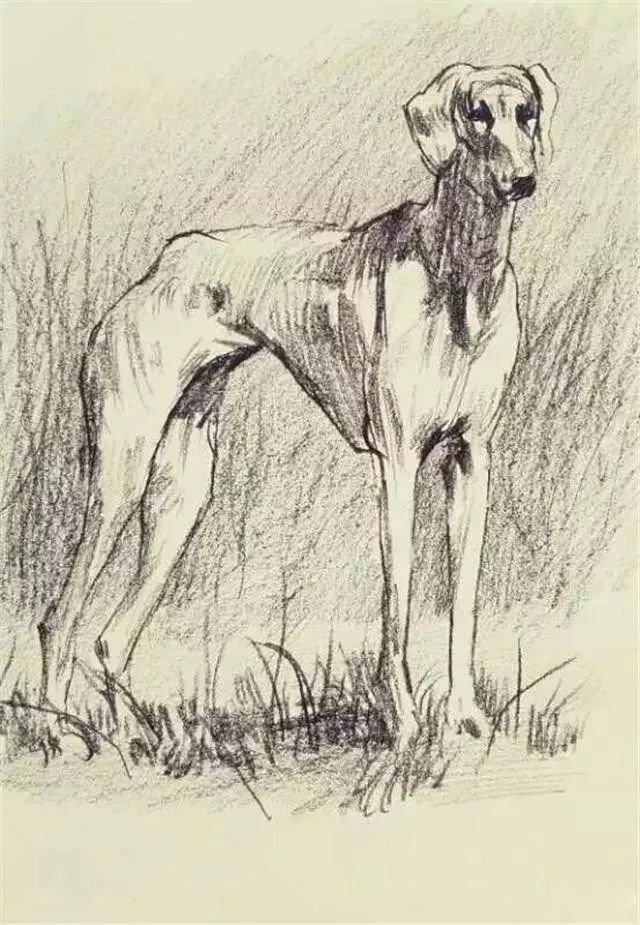 十大猛犬素描画艺术与野性的碰撞