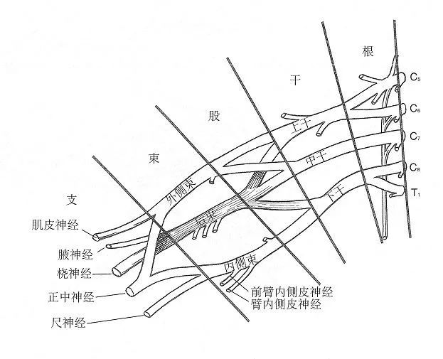 臂丛神经内侧束图片