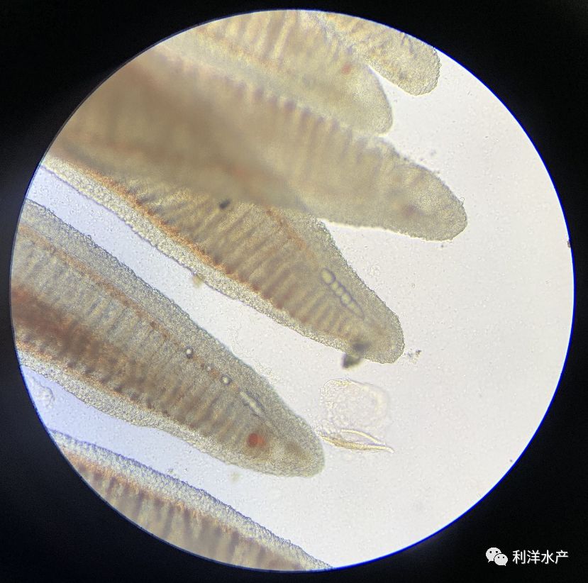 淡水鱼专题水变后生鱼发生急性氮气气泡病