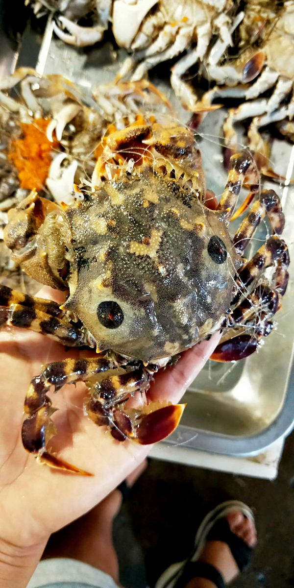 食材分享|夏日蟹季已开始,但不知道广东人敢不敢挑战它的美味_虎头