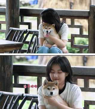 之后佛系妹妹张子枫也忍不住抱回家一只,带走了小锅,妹妹可以说是非常