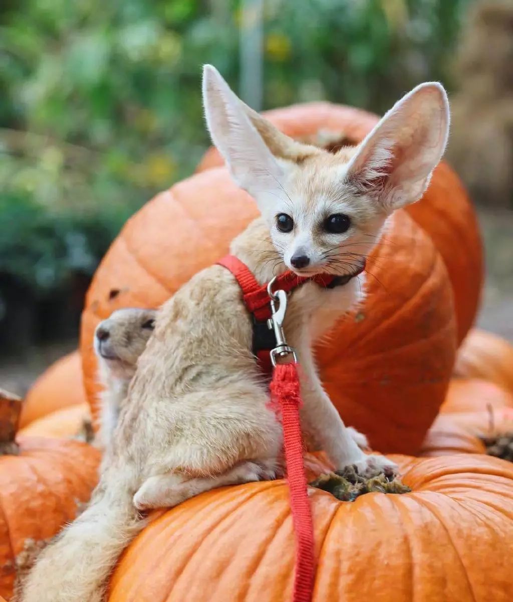 又酷又萌的耳廓狐granny,看起来很聪明的亚子!