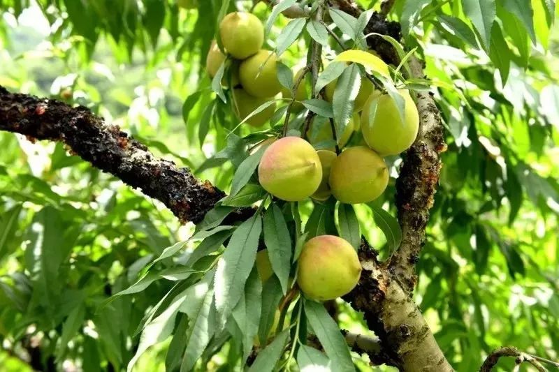 平陽懷溪·葉氏鷹嘴蜜桃種植基地,就是這極品鷹嘴桃的出產地啦~平陽